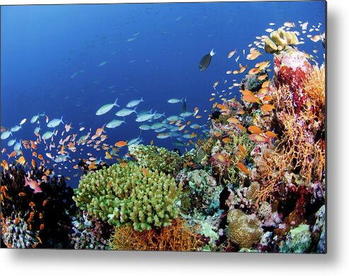 Variable-lined Fusilier Metal Print featuring the photograph Tropical Reef Fish by Scubazoo/science Photo Library
