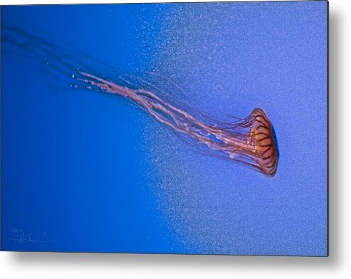 Jellyfish Metal Print featuring the photograph True Jelly by S Paul Sahm