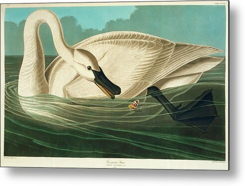 Illustration Metal Print featuring the photograph Trumpter Swan by Natural History Museum, London/science Photo Library