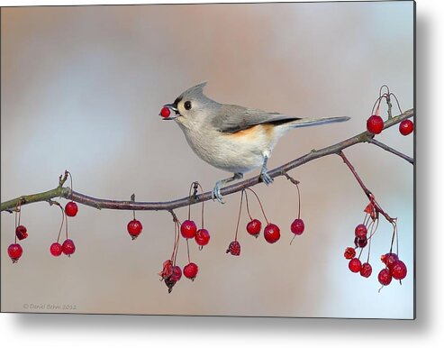 Tufted Titmouse Metal Print featuring the photograph Tufted Titmouse with Red Berry by Daniel Behm