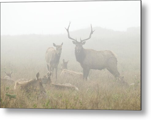 Feb0514 Metal Print featuring the photograph Tule Elk Bull And Harem In Fog Point by Sebastian Kennerknecht