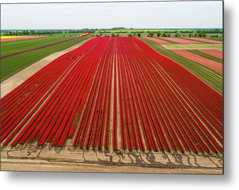 Finance And Economy Metal Print featuring the photograph Tulip Fields Blossom Near Magdeburg by Jens Schlueter