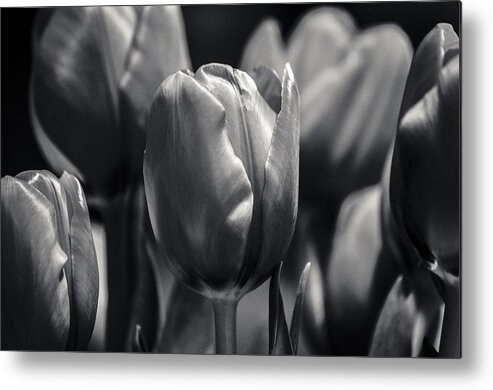 Hollywood Lighting Metal Print featuring the photograph Tulip Hollywood Lighting by Craig Perry-Ollila