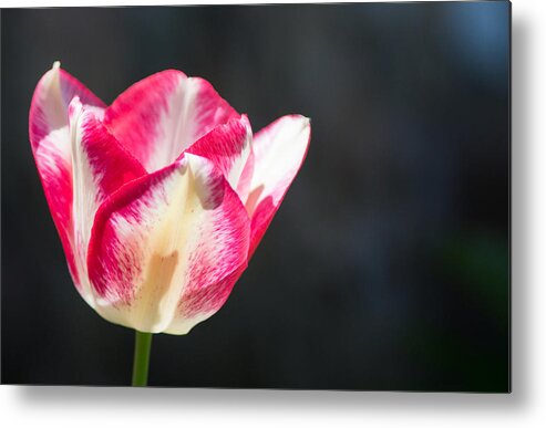 Tulip Metal Print featuring the photograph Tulip on Black by Photographic Arts And Design Studio
