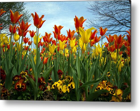 Flowers Metal Print featuring the photograph Tulip Time by Farol Tomson