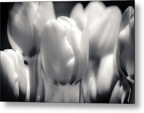 Silver Metal Print featuring the photograph Tulip Two by Craig Perry-Ollila