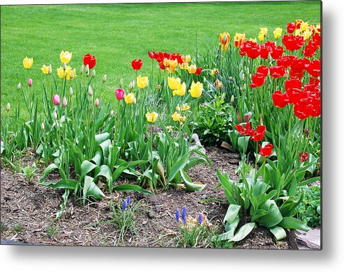 Tulip Metal Print featuring the photograph Tulips by Aimee L Maher ALM GALLERY