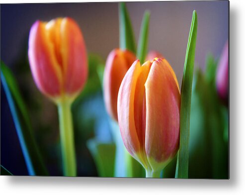 Tulip Metal Print featuring the photograph Tulips Artistry by Milena Ilieva