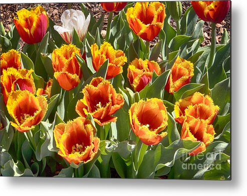 Tulips Metal Print featuring the photograph Tulips at Dallas Arboretum V71 by Douglas Barnard