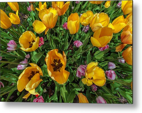 Tulips Metal Print featuring the photograph Tulips In Zoom by Rick Berk
