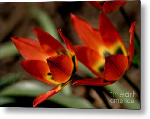 Tulips Metal Print featuring the photograph Tulips On Fire by Living Color Photography Lorraine Lynch