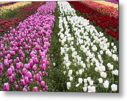 Tulips Metal Print featuring the photograph Tulips by Patty Colabuono