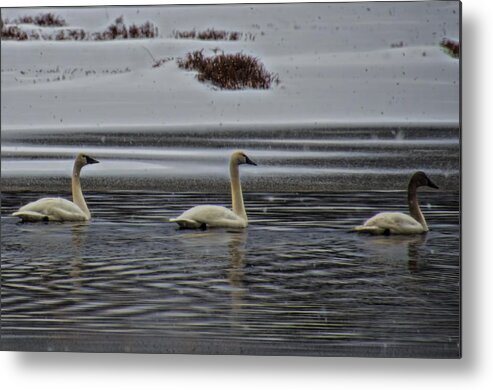 Tundra Swan Metal Print featuring the photograph Tundra Swan Family in the Snow by Beth Venner