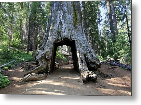Tranquility Metal Print featuring the photograph Tuolumne Grove Of Giant Sequoia by Pierre Leclerc Photography