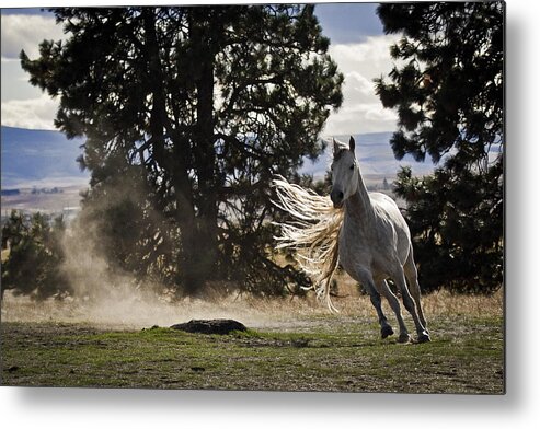 Turning On A Dime Metal Print featuring the photograph Turning On A Dime by Wes and Dotty Weber