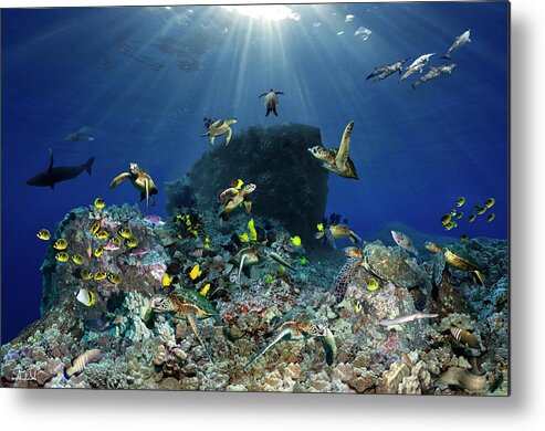Marine Metal Print featuring the photograph Turtle pinnacle by Artesub