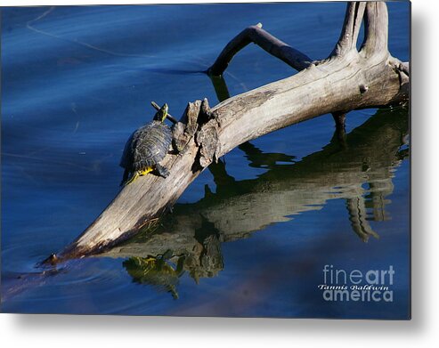 Turtle Metal Print featuring the photograph Turtle Sun by Tannis Baldwin