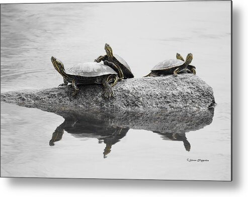 Wildlife Metal Print featuring the photograph Turtles by Steven Clipperton