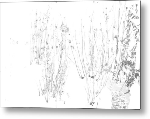 Black And White Image Metal Print featuring the photograph Weeds in Snow by Valerie Collins