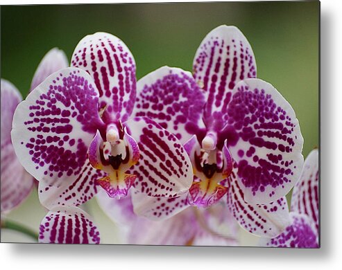 Orchid Metal Print featuring the photograph Twin Beauty by Blair Wainman