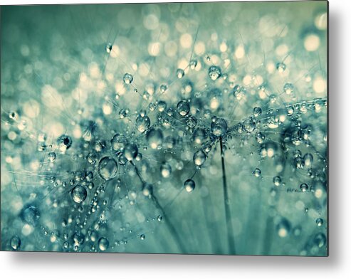 Dandelion Metal Print featuring the photograph Twinkle in Blue II by Sharon Johnstone