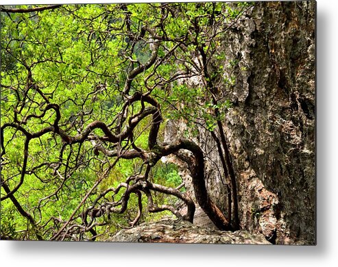 Twisted Tree Metal Print featuring the photograph Twisted by Laureen Murtha Menzl
