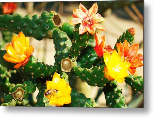 Wild Metal Print featuring the photograph Two Bee by Van Ness