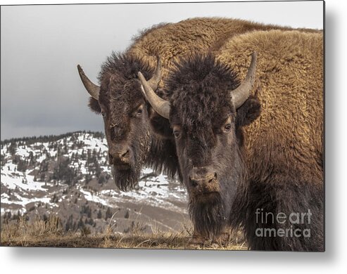 Bison Metal Print featuring the photograph Two Bison by Gary Beeler