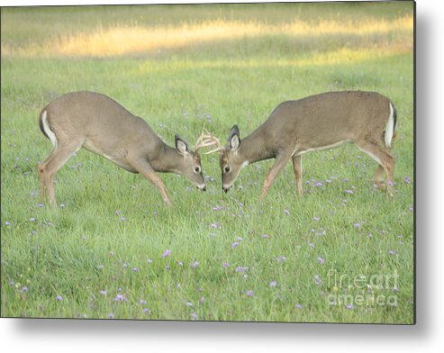 Sparring Metal Print featuring the photograph Two Bucks by Jim Lepard