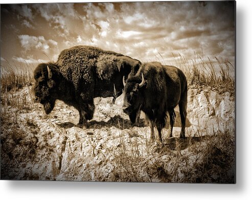 Photograph Metal Print featuring the photograph Two Buffalo by Richard Gehlbach