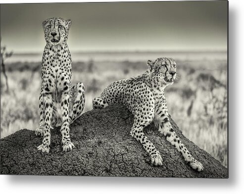 Cheetah Metal Print featuring the photograph Two Cheetahs Watching Out by Henrike Scheid