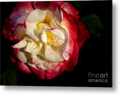 Abstract Metal Print featuring the photograph Two Color Rose by David Millenheft