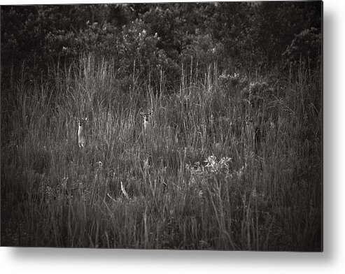 Florida Metal Print featuring the photograph Two Deer Hiding by Bradley R Youngberg
