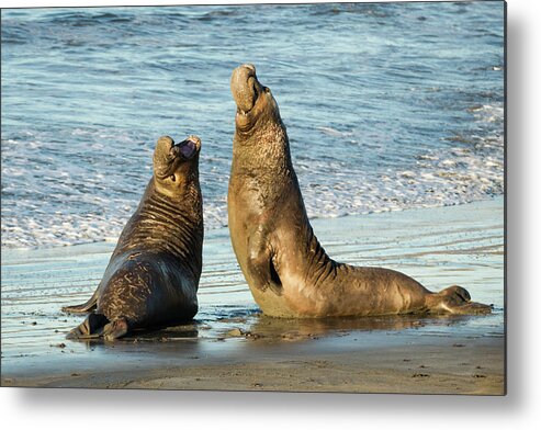 Water's Edge Metal Print featuring the photograph Two Elephant Seal Bulls Fighting On The by Alice Cahill