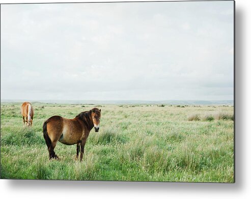 Horse Metal Print featuring the photograph Two Horses In Field by Suzanne Marshall