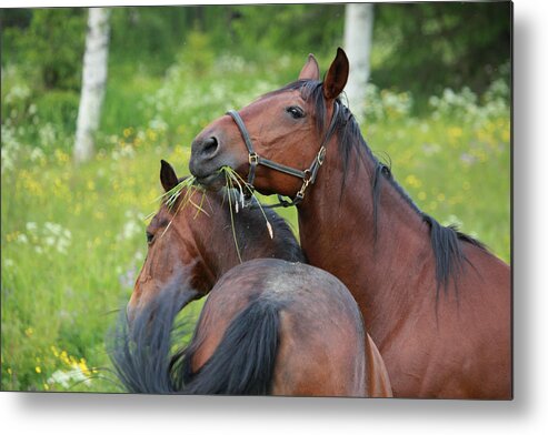 Animal Metal Print featuring the photograph Two horses playing with each other by Ulrich Kunst And Bettina Scheidulin