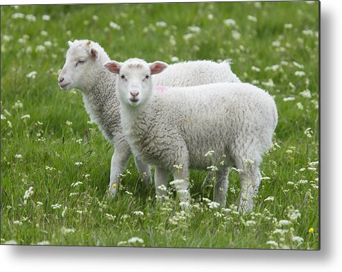 Flpa Metal Print featuring the photograph Two Lambs In Pasture Shetland Islands by Bill Coster