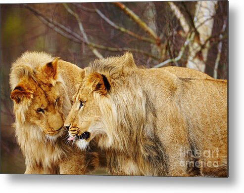 Closeup Metal Print featuring the photograph Two lions close together by Nick Biemans