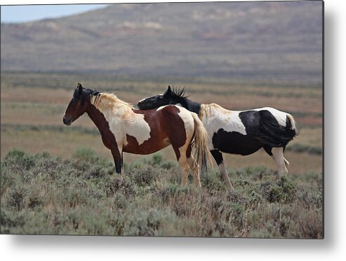Mustang Metal Print featuring the photograph Two Mustangs in Wyoming by Jean Clark