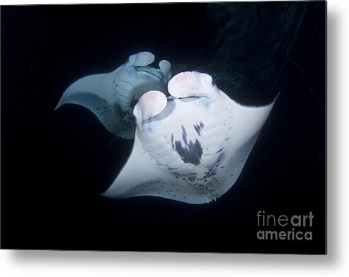 Manta Rays Metal Print featuring the photograph Two Night by Aaron Whittemore