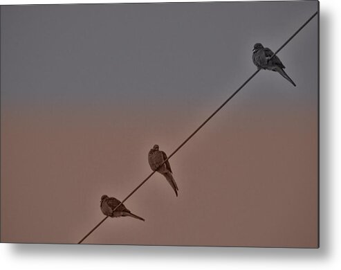 Doves Metal Print featuring the photograph Two Plus One by Beth Venner