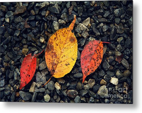 Fall Metal Print featuring the photograph Two Reds and a Yella by Diane Enright