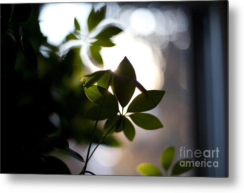 Morning Metal Print featuring the photograph Umbrella Plant Summer Morning by Steven Dunn