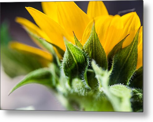 Sunflower Metal Print featuring the photograph Under a Sunflower by April Reppucci