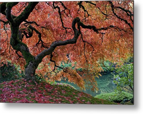 Under Fall's Cover Metal Print featuring the photograph Under Fall's Cover by Wes and Dotty Weber