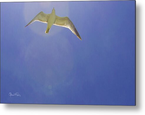 susan Molnar Metal Print featuring the photograph Under His Wings II by Susan Molnar