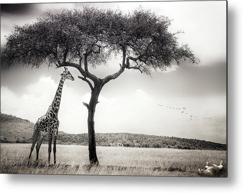 Africa Metal Print featuring the photograph Under The African Sun by Piet Flour