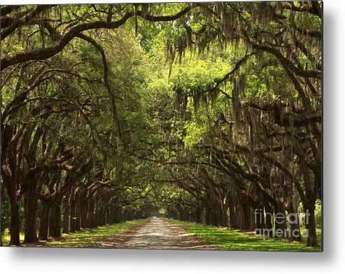 Avenue Of The Oaks Metal Print featuring the photograph Under The Ancient Oaks by Adam Jewell