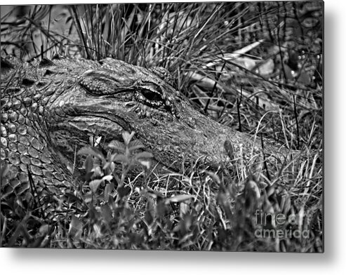 Alligator Metal Print featuring the photograph Undercover Alligator by Southern Photo