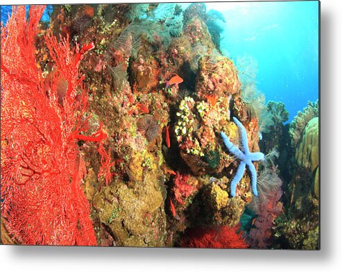Animal Metal Print featuring the photograph Underwater View Of Red Sea Fans by Stuart Westmorland